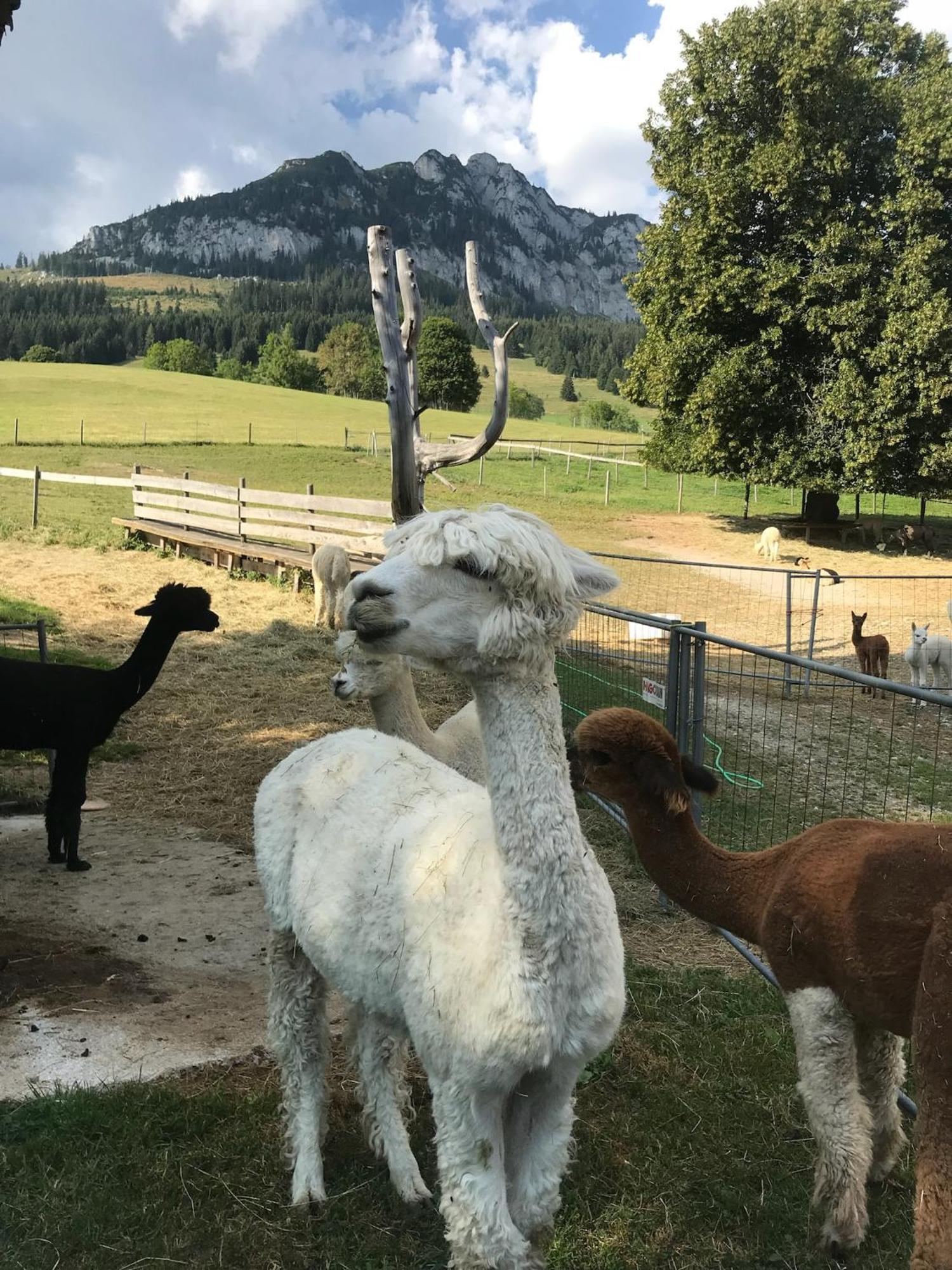 Haus Grimmingblick Villa Zlem Bagian luar foto